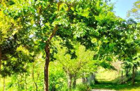 L'oca Nera - Foto 65