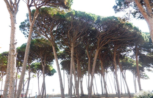 Apartamento M&C Les Pines - Foto 35