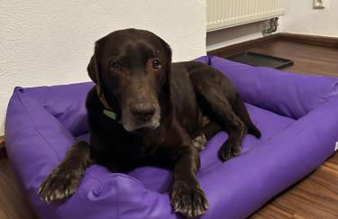 Ferienhaus Löwenherz - Foto 21