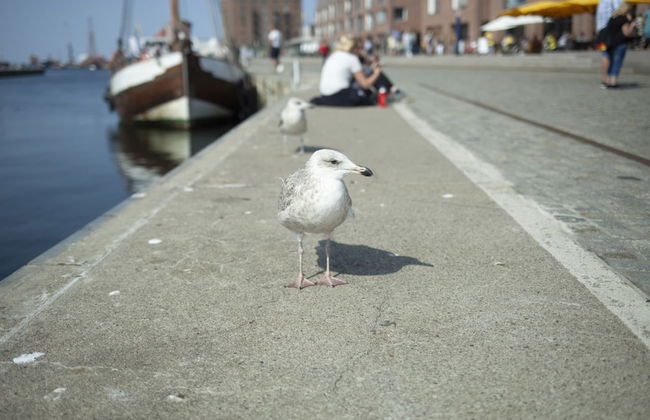 Gemuetlicher Bungalow mit Garten UND Whirlpool in Nakenstorf - Foto 33
