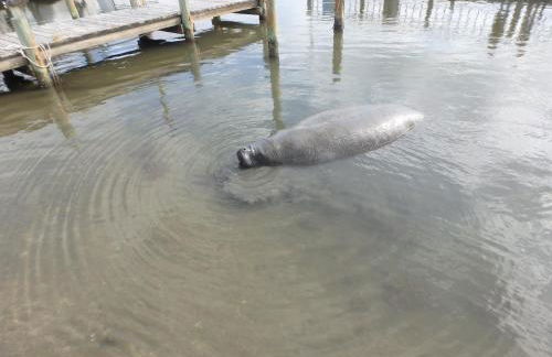 Honu Hideaway at Ocean Walk Resort - Foto 26