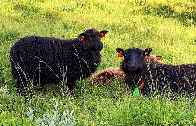 10 Person Holiday Home in BOE Telemark - Foto 20