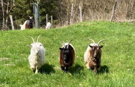 Ferienwohnung Goas-Alm - Photo 10