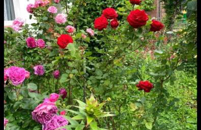 Monat mietete Brakel Monteu Ferienwohnung - Foto 38