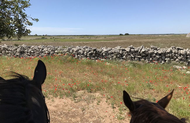 Masseria Prosperi - Photo 79