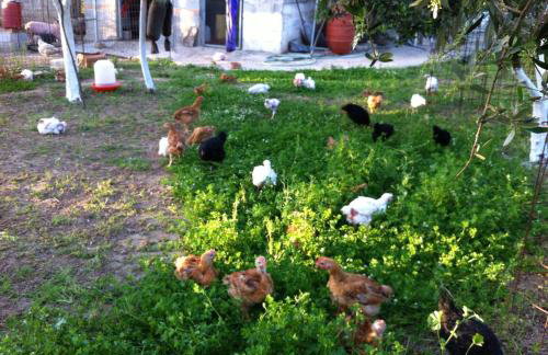 BIO Garden Stonehouse - Foto 37