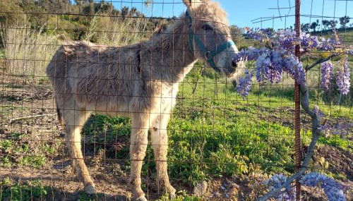 Casa La Quercia- Tra Cefalù ed il Parco delle Madonie - Foto 2