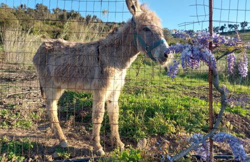 Casa La Quercia- Tra Cefalù ed il Parco delle Madonie - Foto 2
