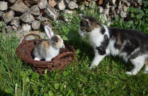 Ferienhof Schonmetzler - Foto 28