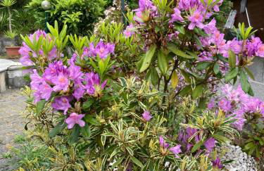 La casa nel verde con piscina - Photo 51