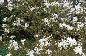 Schöne EinliegerWhg (74m²) in Villa mit Traumlage - Foto 50