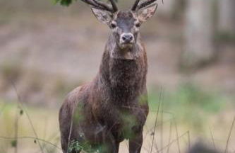 Gîte du Parc Animalier de Boutissaint - Foto 19