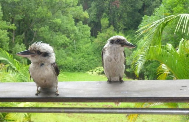 Teretre Cabins Nimbin - Foto 17