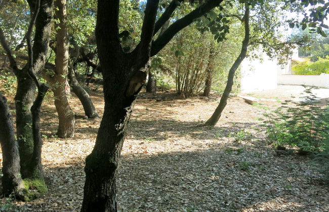 Les Algues - Foto 17