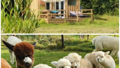 Dartmoor Reach Alpaca Farm - Foto 2, Other