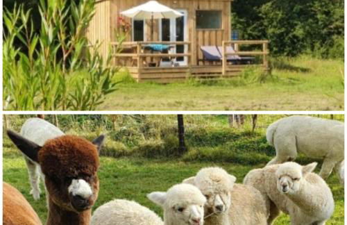 Dartmoor Reach Alpaca Farm - Foto 2