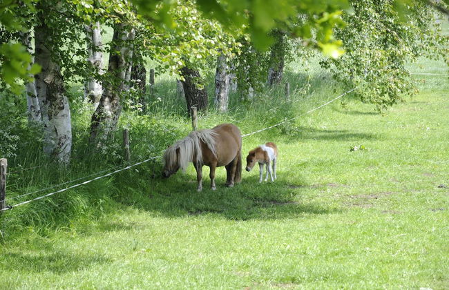 Holiday Home in Heeten Near Forest - Foto 31