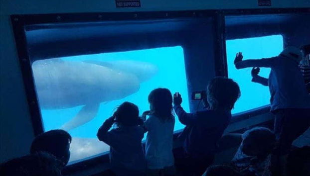 Gibraltar Dolphin Watching Tour - Foto 5