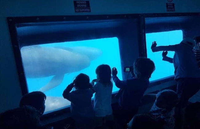 Avvistamento di delfini a Gibilterra - Foto 1