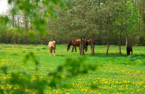 Pensjonat nad Płaskim - Foto 26