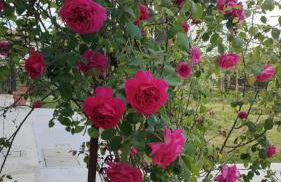 La Candelora Casa Vacanze - Foto 26