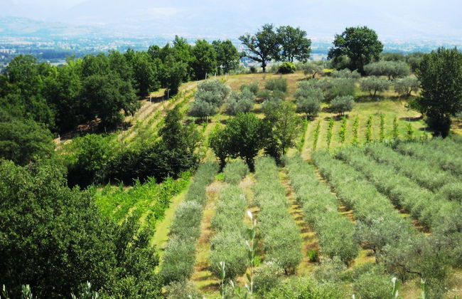 Villa Colle di Rocco - Foto 26