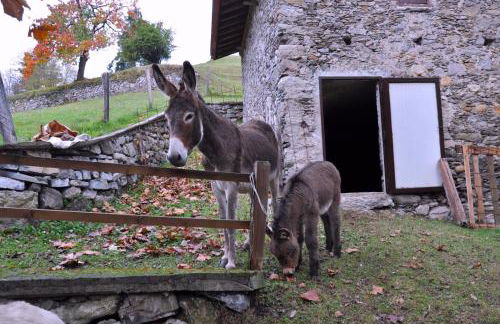 Agriturismo Barcola - Foto 8