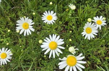 Magical Tree House Rental Nestled in the Woods on Farm Retreat near St. Louis, Missouri - Foto 26