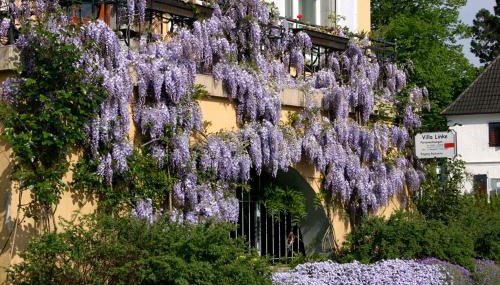 Villa Linke am Bodensee - Photo 3