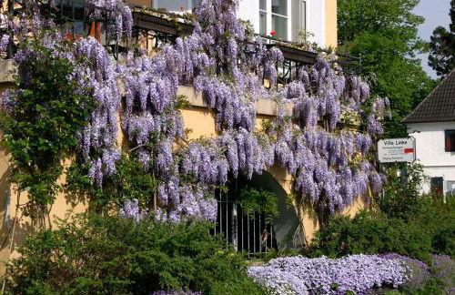 Villa Linke am Bodensee - Photo 3