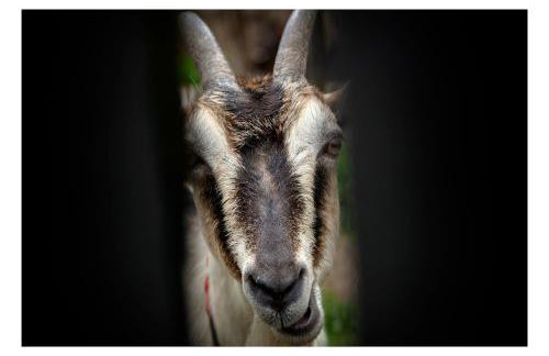 Kozy i Róże - Foto 25