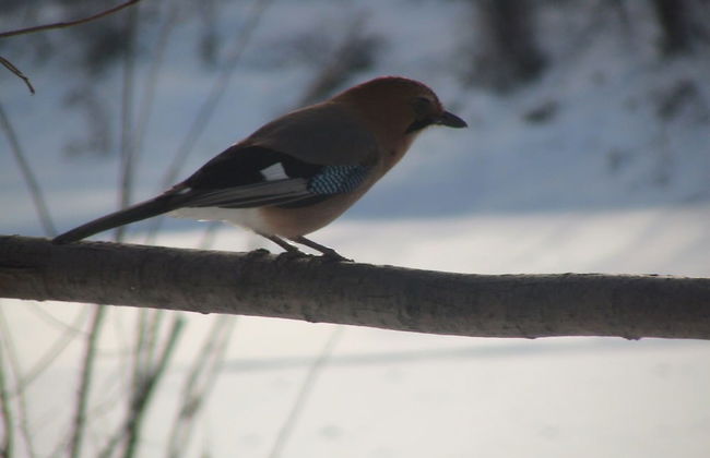 The Sanfurano - Foto 62