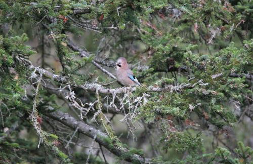 Le Ponton des Sympetrums - Foto 25