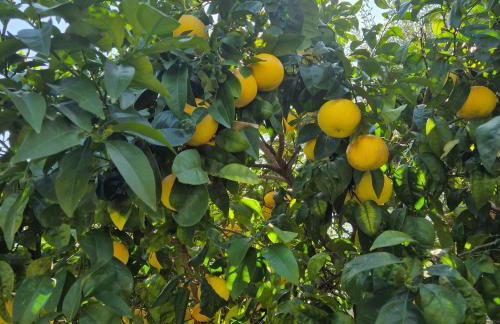 La Casa Del Giardino Degli Olivi - Foto 24