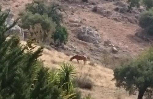 Finca Santa Matilde Málaga - Photo 10