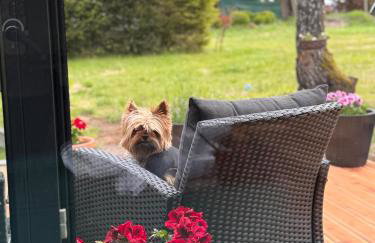 Forest Mood - Foto 57