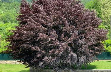 Nidi del faggio rosso - Family Holiday Home - Foto 39