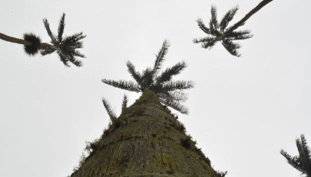 Découvrez la charmante vallée de Cocora, Salento et Filandia - Excursion d'une journée - Photo 3