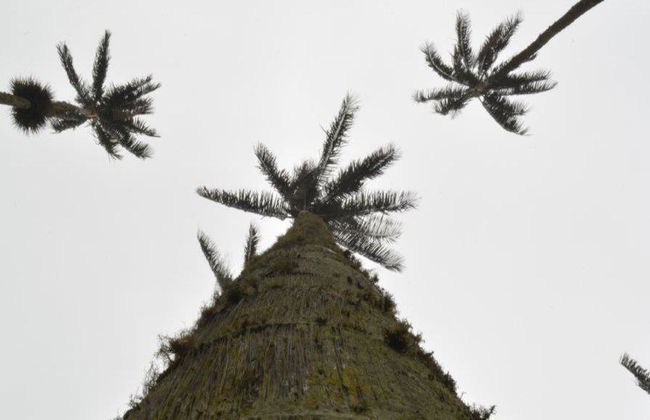 Erkunden Sie das bezaubernde Cocora-Tal, Salento und Filandia – Tagestour - Foto 3