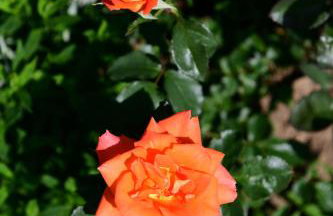 Apartment Mlađen - Foto 7