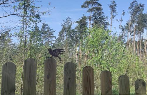 Widny Jaś zaprasza z psem nad jezioro na Kaszubach - Foto 13