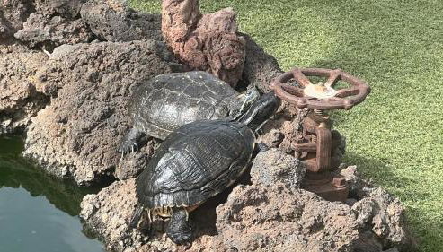 Casa Arteaga - Foto 5