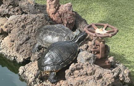 Casa Arteaga - Foto 5