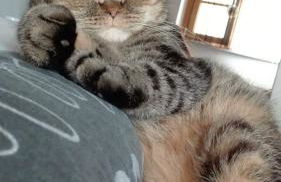 La Casa di Thor - Foto 20