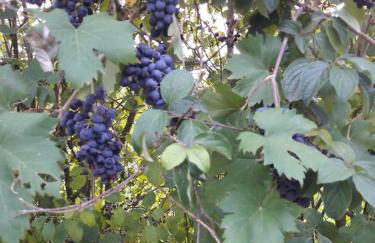 AGRITURISMO TERRAPIA - Foto 45