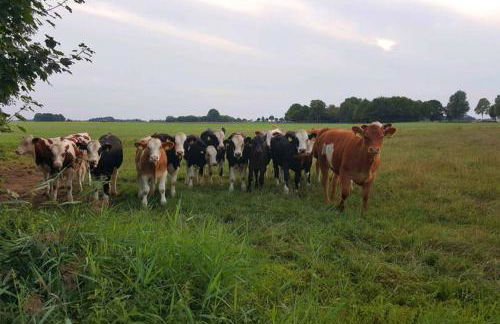 Klein-Tjücher-Grashaus 4 - Foto 24