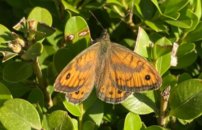 Trulli Mimosa by Pugliadamare - Foto 16