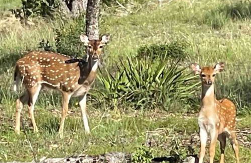 Schoaf Cottage at Wrenwood Ranch - Foto 17