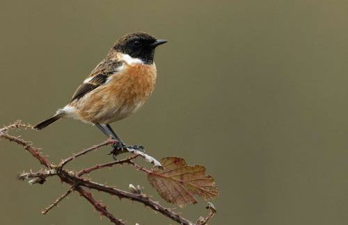 Maison tout inclus avec sauna à venir - Animaux acceptés - FR-1-497-258 - Foto 22