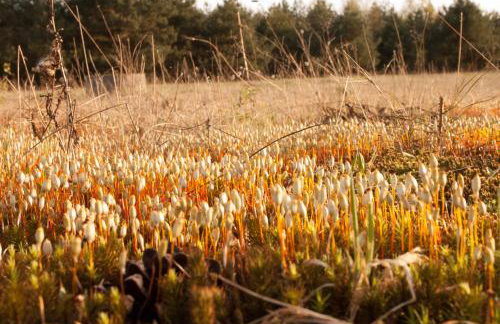 W Pelniku - Photo 26